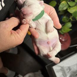 Maltese Puppies from Ayres to Heirs Puppy Co.