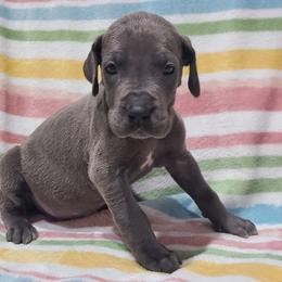 Titan - Blue male Great Dane puppy in Kannapolis, North Carolina from Carolina Great Danes & Toy Poodles