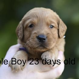 Purple Boy - Dark golden male Golden Retriever puppy in Gonzales, Louisiana from True Grit Golden Retrievers