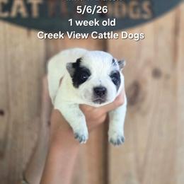 Boy 3 - Blue male Australian Cattle Dog puppy in Monroe, North Carolina from Creek View Cattle Dogs