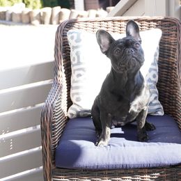 Bulldog and French Bulldog All Grown Up from Salem Bulldogs