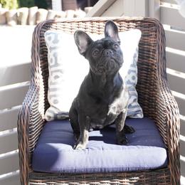 Bulldog and French Bulldog All Grown Up from Salem Bulldogs