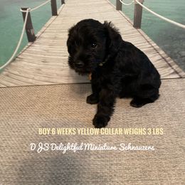 Boy 5 - Black Miniature Schnauzer puppy in New Bern, North Carolina from DJS Delightful Miniature Schnauzers