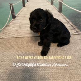 Boy 5 - Black Miniature Schnauzer puppy in New Bern, North Carolina from DJS Delightful Miniature Schnauzers