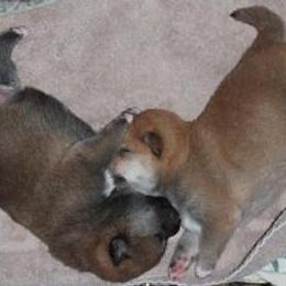 Shiba Inu Puppies from Aria Show Dogs