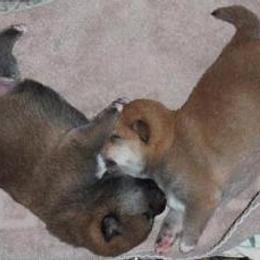 Shiba Inu Puppies from Aria Show Dogs