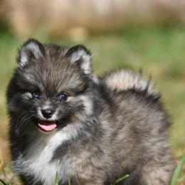 Zeke - Wolf sable male Pomsky puppy in Coos Bay, Oregon from Ocean View Pomskies