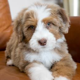 Bloom - female Australian Mountain Doodle puppy in Lafayette, Missouri from Brick House Farm Doodles
