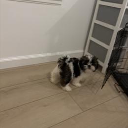 Buddy - Black gold and white male Shih Tzu puppy in Ridgecrest, California from Love4Shihtzu