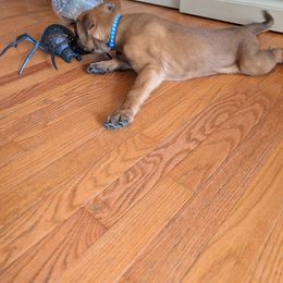 Blue Male - Mahogany male Belgian Malinois puppy in Paynes Corner, Virginia from Von-Zito Belgian Malinois