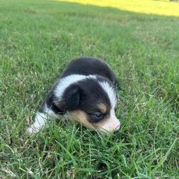 Boy 1 - Black and tan male Pembroke Welsh Corgi puppy in Honey Grove, Texas from JK Ranch Corgis