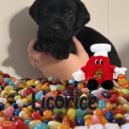 Licorice - Black male Labrador Retriever puppy in Water Valley, Mississippi from Three Lakes Labs & WHDs