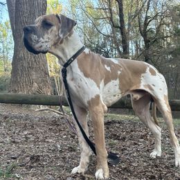 Kaiser - Great Dane