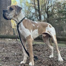 Kaiser - Great Dane
