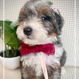 CLARINETTE - Chocolate merle female Bernedoodle puppy in Houston, Texas from Pia’s Doodle Poodle Wag