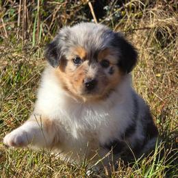 MB.BMF - Blue merle female Miniature Australian Shepherd puppy in Deer Lodge, Tennessee from KSH Aussie Haven