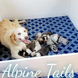 Border Collie and Siberian Husky Puppies from Alpine Tails