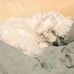 Companion Crosses, Goldendoodles, and Maltese from LD Furever Angels