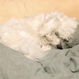 Companion Crosses, Goldendoodles, and Maltese from LD Furever Angels