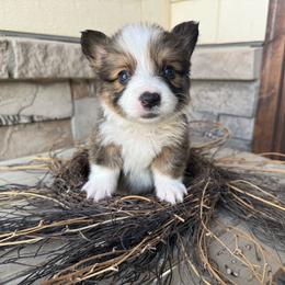 KRoc - Sable male Pembroke Welsh Corgi puppy in Benjamin, Utah from Nuna’s  Corgis