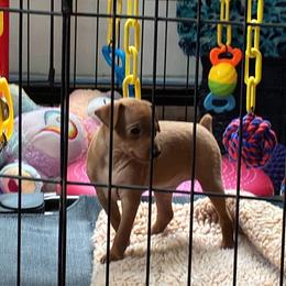 Kittle - Red female Miniature Pinscher puppy in Eagle Creek, Oregon from Peacock Miniature Pinschers