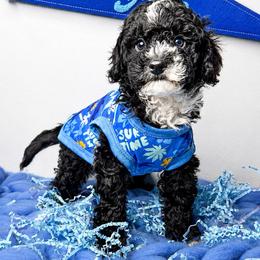 Domino - Black and white male Bernedoodle puppy in Otisville, Michigan from Danie’s Darling Doodles LLC