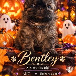 Bentley - Brindle male Shih Tzu puppy in Dallas, Texas from Almost Heaven Shih Tzu