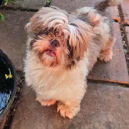 Nash - Shih Tzu