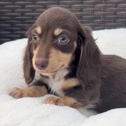 Chocolate and Cream with White Chest -- Male - Chocolate and cream male Dachshund puppy in Kalama, Washington from Dazzling Doxies