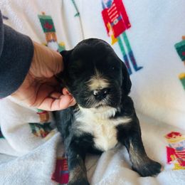 Rusty - Tri-color male Bernedoodle puppy in Arabi, Georgia from Huckadoodle Farm