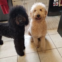 Mav - Poodle