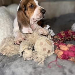 Basset Hound Puppies from Boulder Oak Bassets