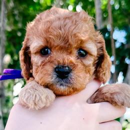 Smokey - Red female Cavapoo puppy in San Antonio, Texas from Cariad Doodles