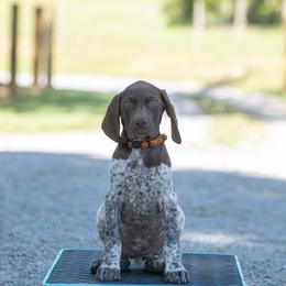 German Shorthaired Pointer and Vizsla Puppies from Nosam Kennels