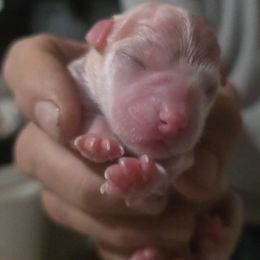 Cookie - White female Maltese puppy in Belleville, Michigan from Michigan Maltese Puppies