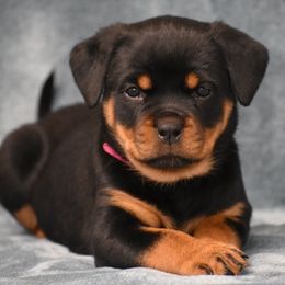 Diva - Black and mahogany female Rottweiler puppy in Catawissa, Pennsylvania from Sharp Ridge Rottweilers
