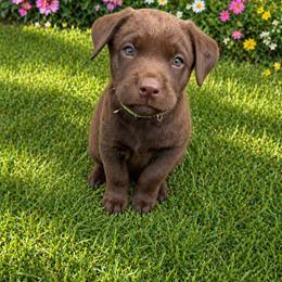 Boone - Chocolate male Labrador Retriever puppy in Archer Lodge, North Carolina from Archer Lodge Labradors