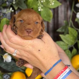 Henry - Red  male Goldendoodle puppy in Enumclaw, Washington from Owen-a-Doodle