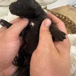 Bonbon - Chocolate female Goldendoodle puppy in Lexington, North Carolina from Southern Grace Acres