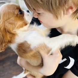 Cavalier King Charles Spaniel Puppies from Solheimar