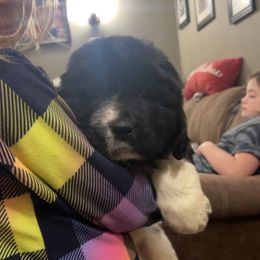 Newfoundland and Shih Tzu Puppies from Grand Meadow Newfoundlands