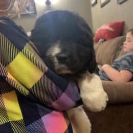 Newfoundland and Shih Tzu Puppies from Grand Meadow Newfoundlands