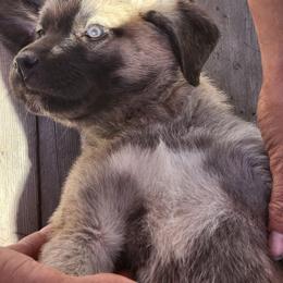 Central Asian Shepherd Dog and Kangal Puppies from VSH Kangal Dogs