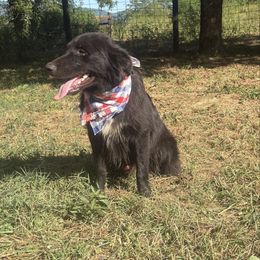 Spur - Black & white male Australian Shepherd puppy in Pikeville, Tennessee from Rock Solid Ranch