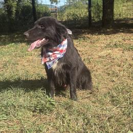 Spur - Black & white male Australian Shepherd puppy in Pikeville, Tennessee from Rock Solid Ranch