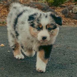 Coral - Blue merle female Australian Shepherd puppy in Cotati, California from Tried and True Aussies