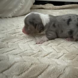 Edie - Blue merle and white female American Corgi puppy in Decatur, Texas from Bar S Corgis