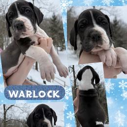 Warlock - Mantle male Great Dane puppy in Wellsville, New York from Prophecy Danes