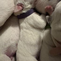 Coal - White and black female Dalmatian puppy in Des Moines, Iowa from Spot Splattered Dalmatians