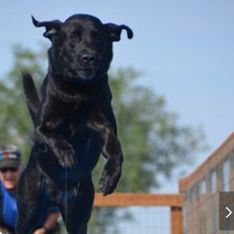 Labrador Retriever All Grown Up from Tenacular | Dognacular
